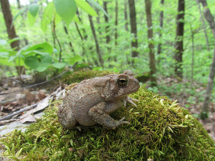 American Toad